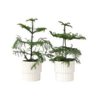 Plant in a Box kamerplant - Set van 2 Araucaria heterophylla - hoogte 45-55cm - pot 14cm