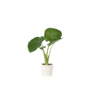 Plant in a Box Kamerplant Alocasia Odora - Hoogte 55-75cm - Pot 17cm