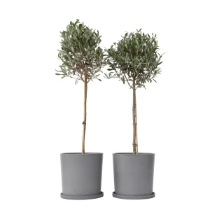 Plant in a Box Buitenplant Olea europaea - hoogte 90-100cm - pot 21cm - set van 2