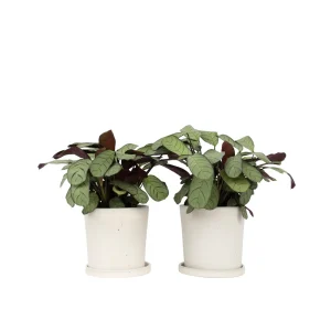 Plant in a Box Kamerplant Ctenanthe burle-marxii 'Amagris' - Hoogte 25-35cm - Pot 14cm - Set van 2