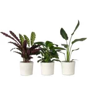 Plant in a Box kamerplant Green indoor Mix - hoogte 25-40cm - pot 12cm