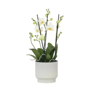 Plant in a Box Phalaenopsis Orchidee wit - Hoogte 35-45cm - Pot 12cm