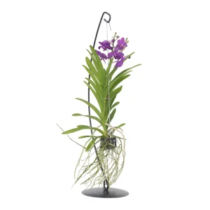 Plant in a Box Vanda Orchidee met decoratieve staander blauw - Hoogte 45-55cm