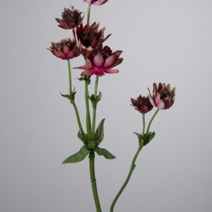 Astrantia Spray x5