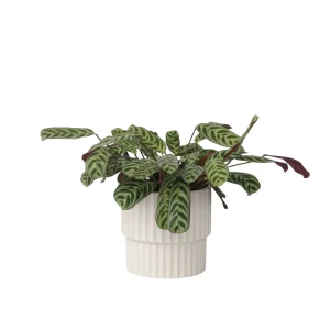 Plant in a Box Kamerplant Ctenanthe 'burle-marxii' - Hoogte 30-40cm - Pot 14cm - Set van 2