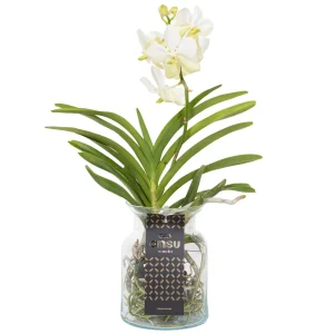 Plant in a Box Vanda Orchidee in vaas wit - Hoogte 40-50cm