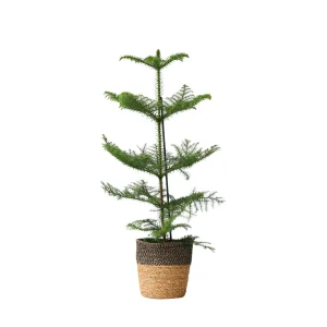 Plant in a Box kamerplant Araucaria heterophylla Met Mand - hoogte 50-60cm - pot 17cm
