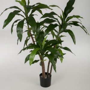 Dracaena Fragrans 79cm