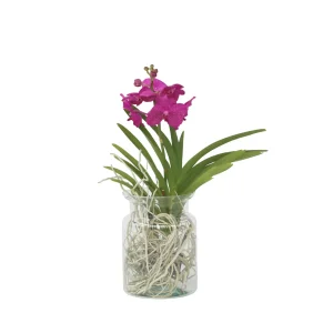 Plant in a Box Vanda Orchidee in vaas cerise - Hoogte 40-50cm