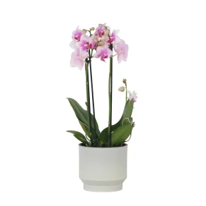 Plant in a Box Phalaenopsis Orchidee roze - Hoogte 35-45cm - Pot 12cm