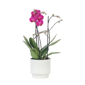 Plant in a Box Phalaenopsis Orchidee paars - Hoogte 35-45cm - Pot 12cm