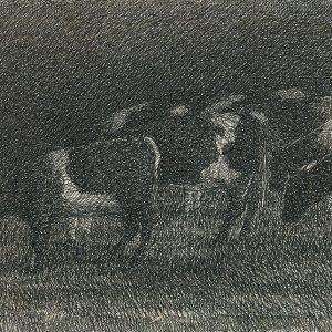 Koeien in de regen 1962