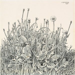 Uitgebloeide paardenbloemen 1973