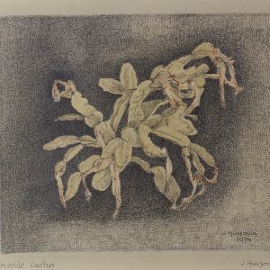 Stervende cactus 1974