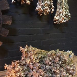 Nigella orientalis 60cm droogbloemen